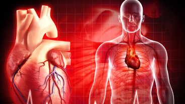 Medical diagram of heart and cardiovascular system relevant to understanding how Ritalin affects skin via blood pressure and circulation.